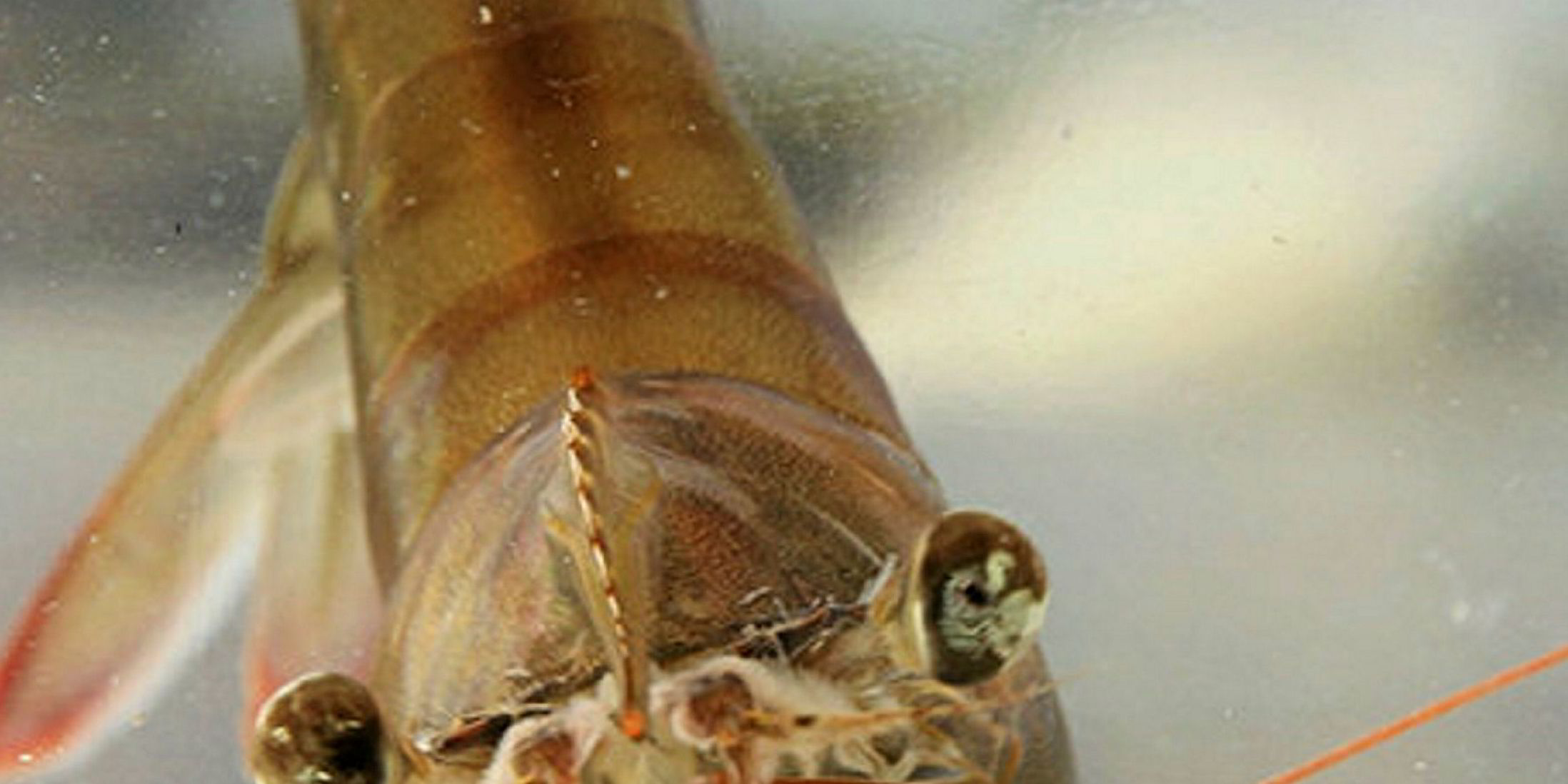 Hendrix 23 million Ecuadorian shrimp hatchery investment gets