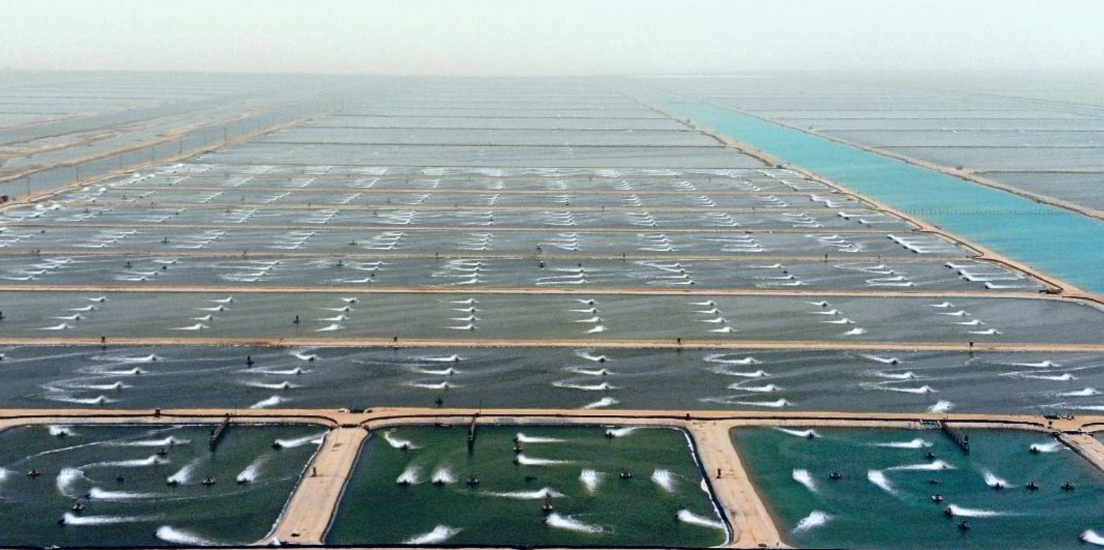 Saudi fish farm hires exPescanova, Unilever exec as CEO