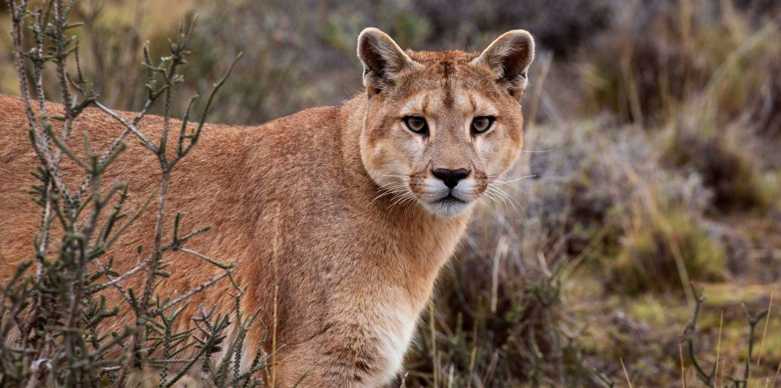Puma West purrs: BP makes oil discovery at US Gulf wildcat