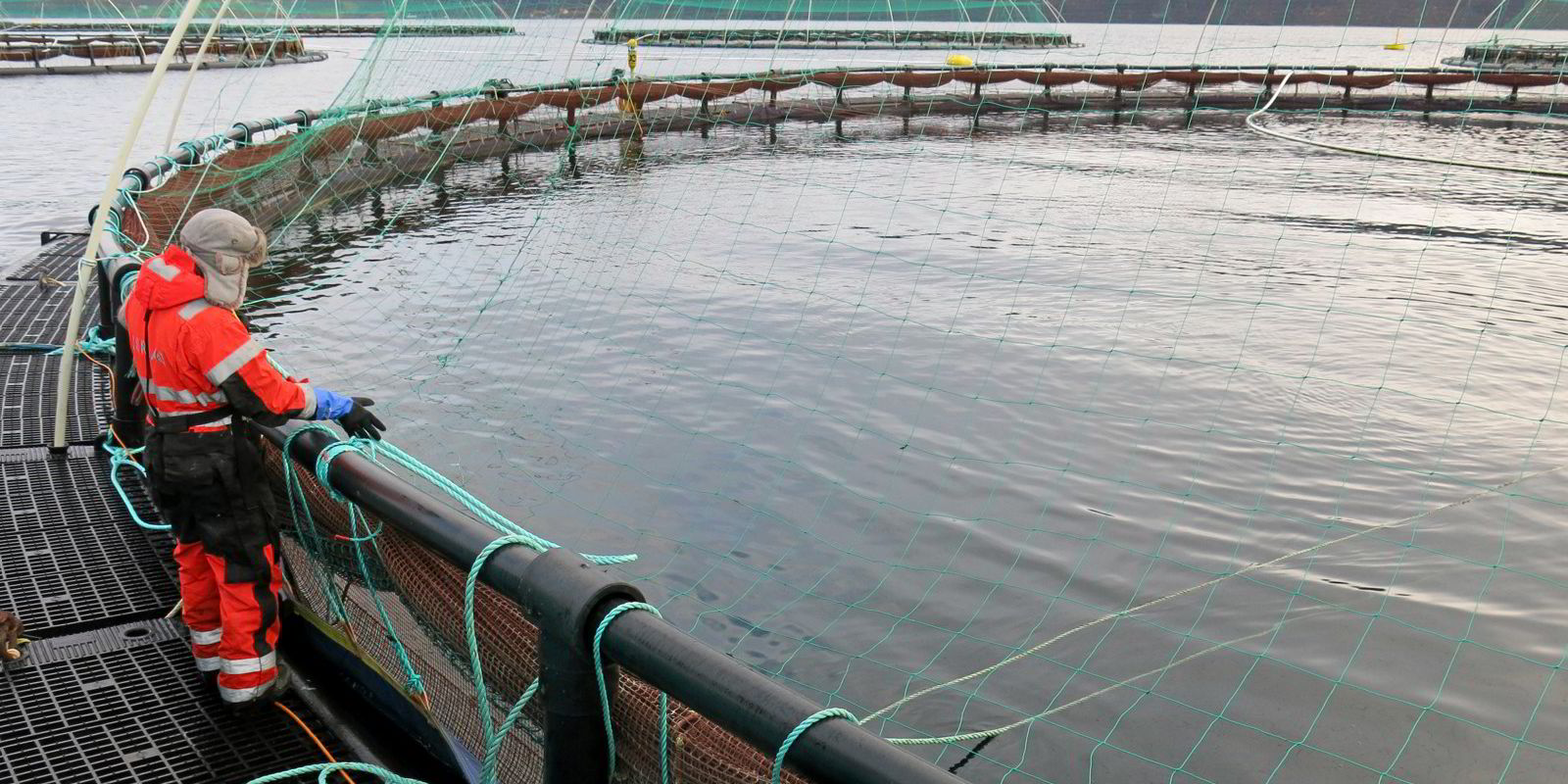 Oppdrettere kan påvirke egenskapene til fisken via epigenetikk ...