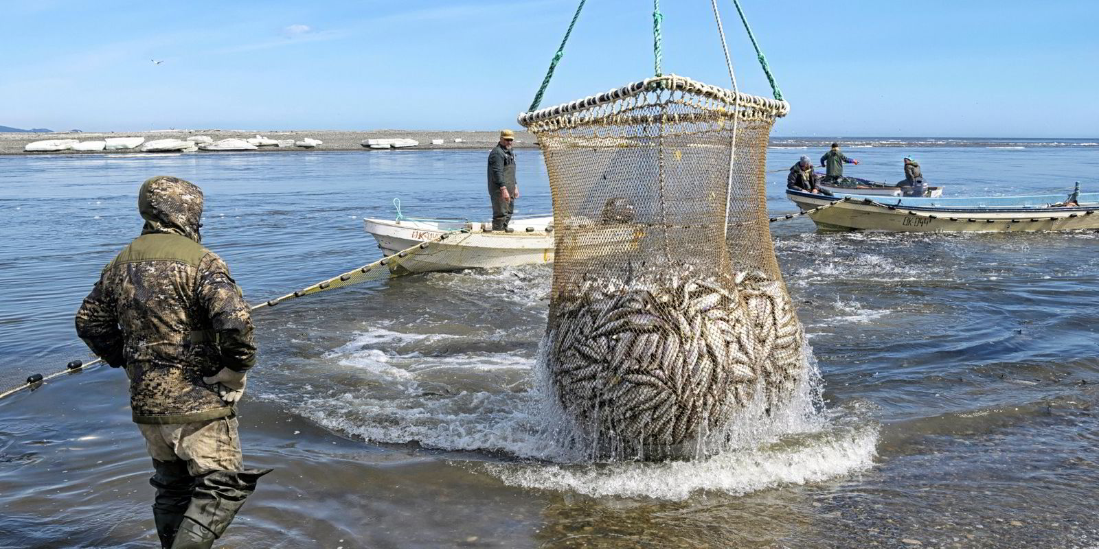 Russian herring processors hike prices in face of raw material
