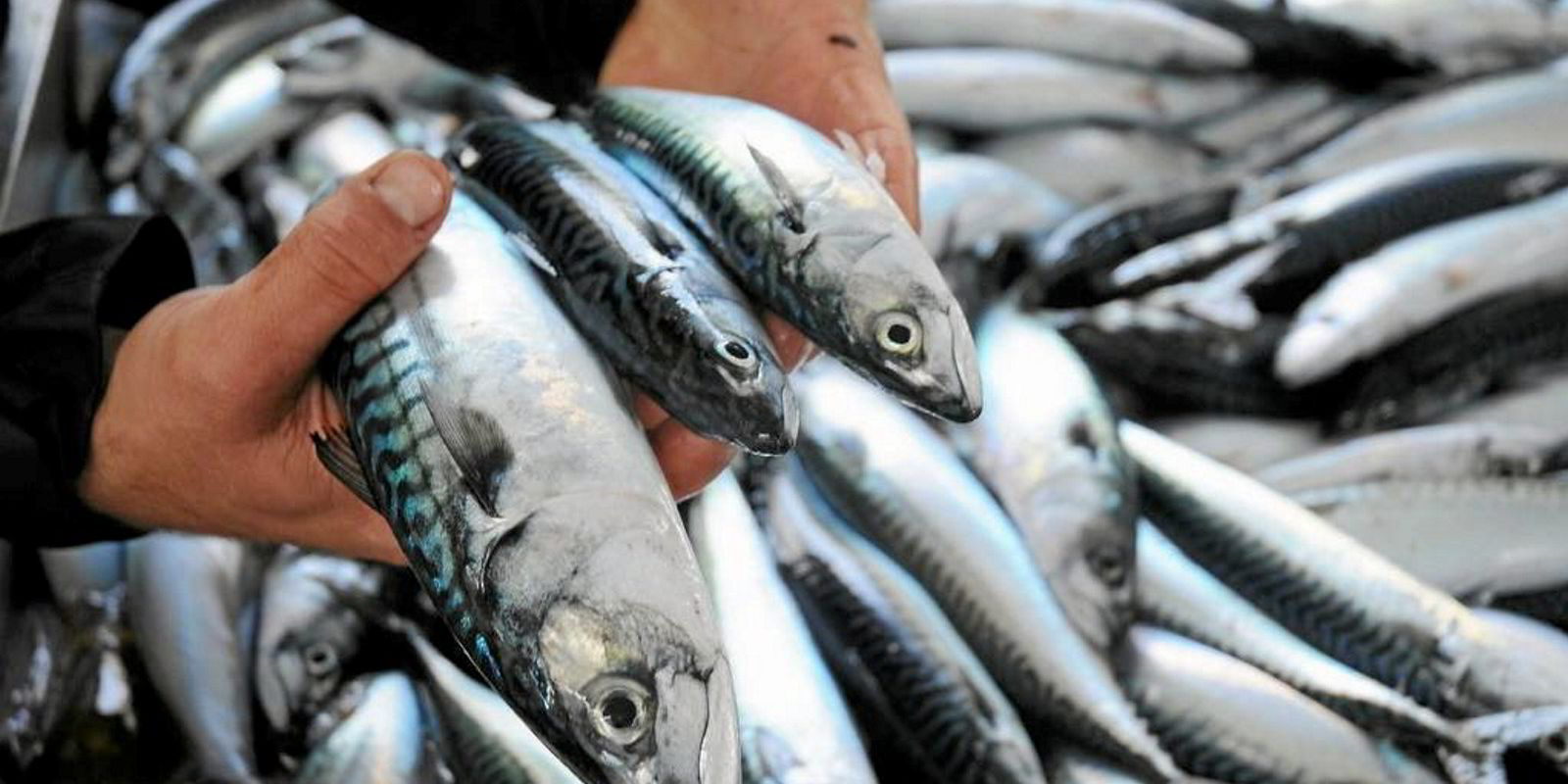 Norway sets own mackerel quota for northeast Atlantic after coastal states fail to reach