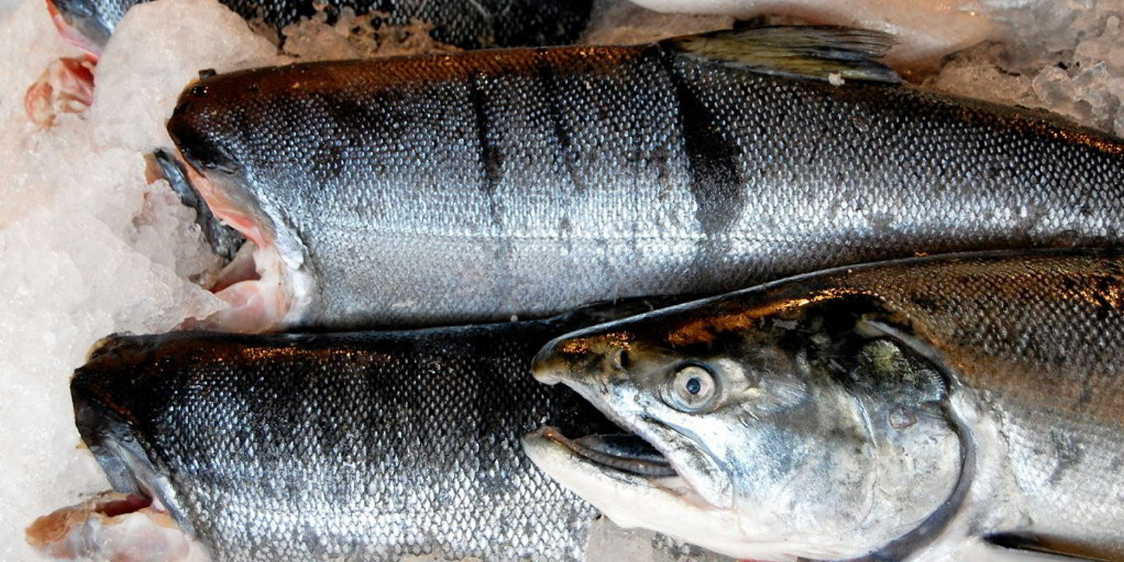 Russia’s wild salmon season kicks off with expectations of huge catches