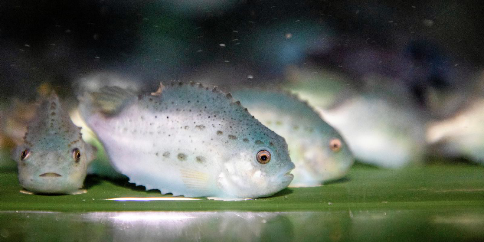 Fishbase Group skapte 16 arbeidsplasser på øya Dønna: – Det nytter ikke ...