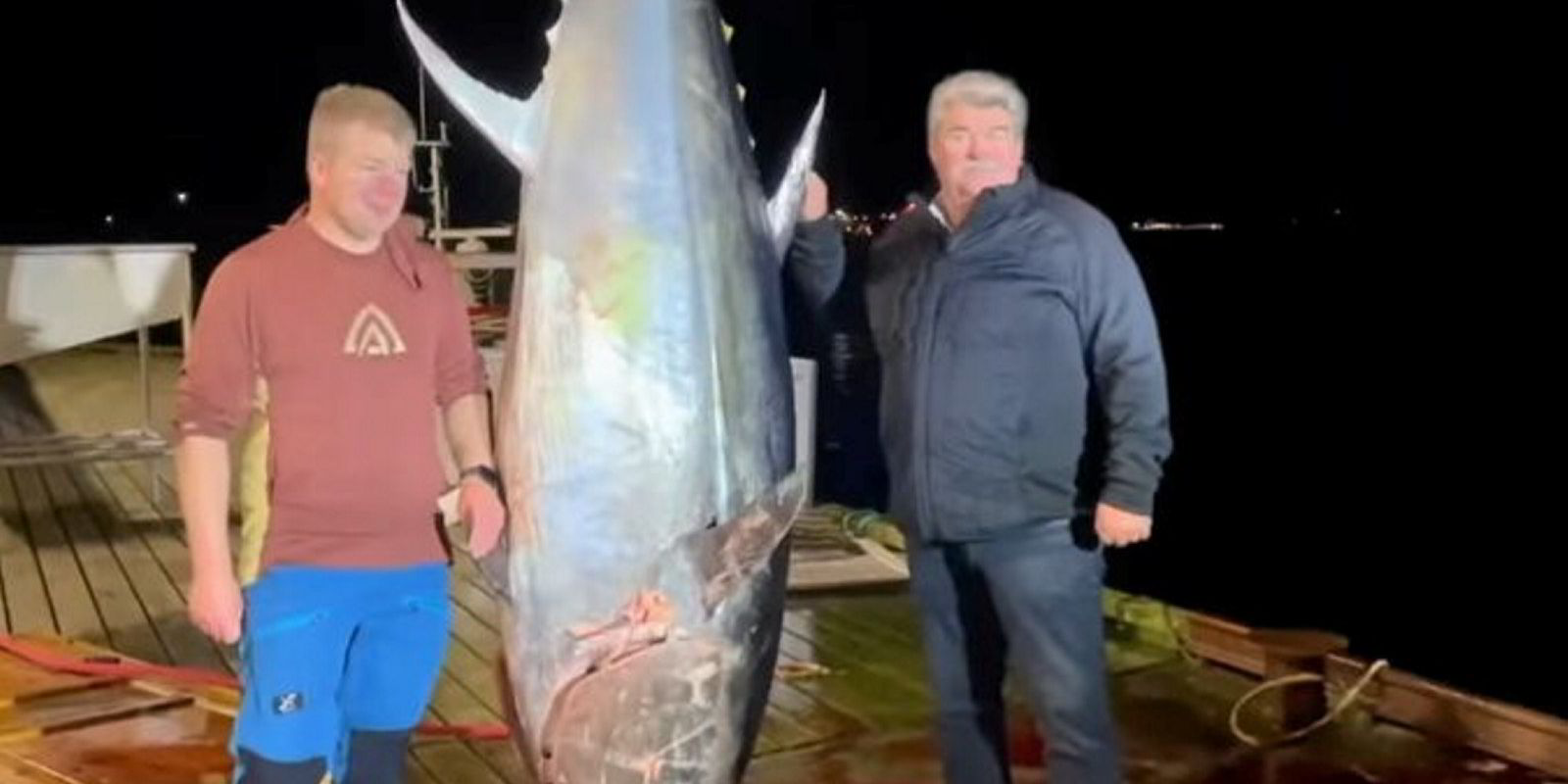 What happens when a 330 kg bluefin tuna finds its way into a salmon farming pen?