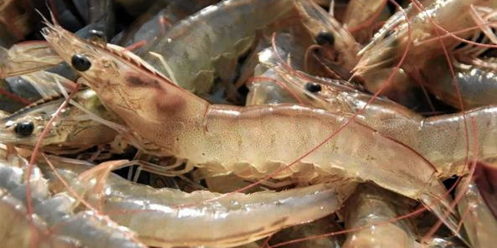 artificial shrimp - Prices and Deals - Feb 2024