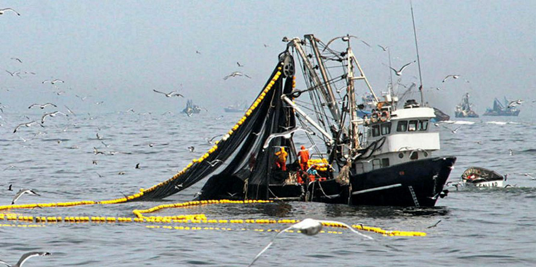 Peru fishing body requests anchovy closure as juveniles make up '90