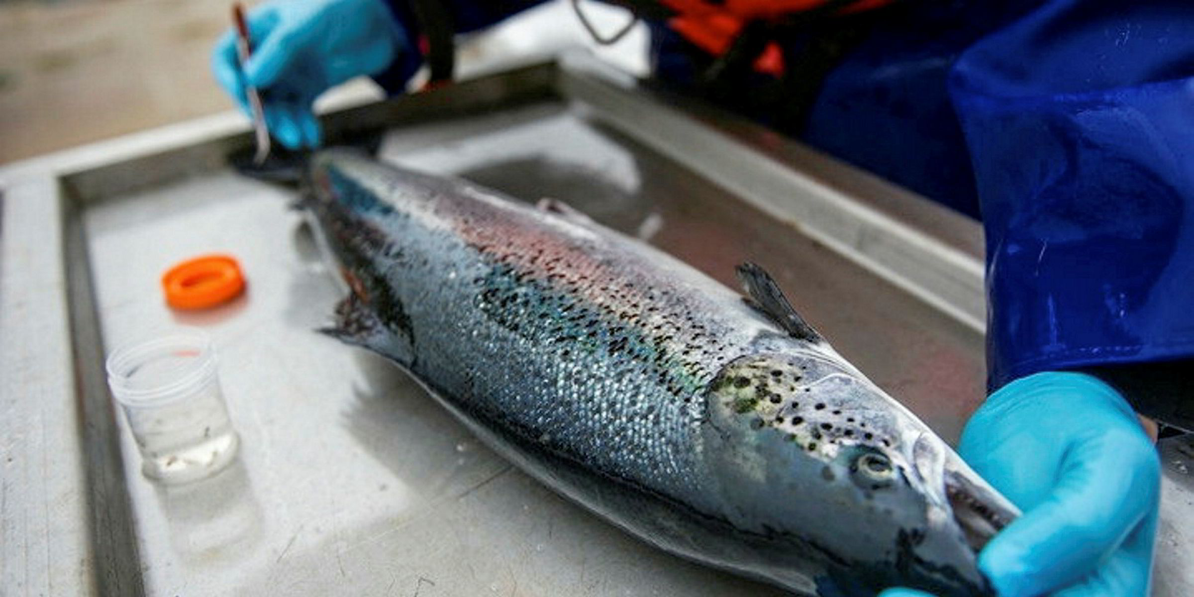 Benchmark Sea lice treatment 100 effective in commercialscale trial Intrafish