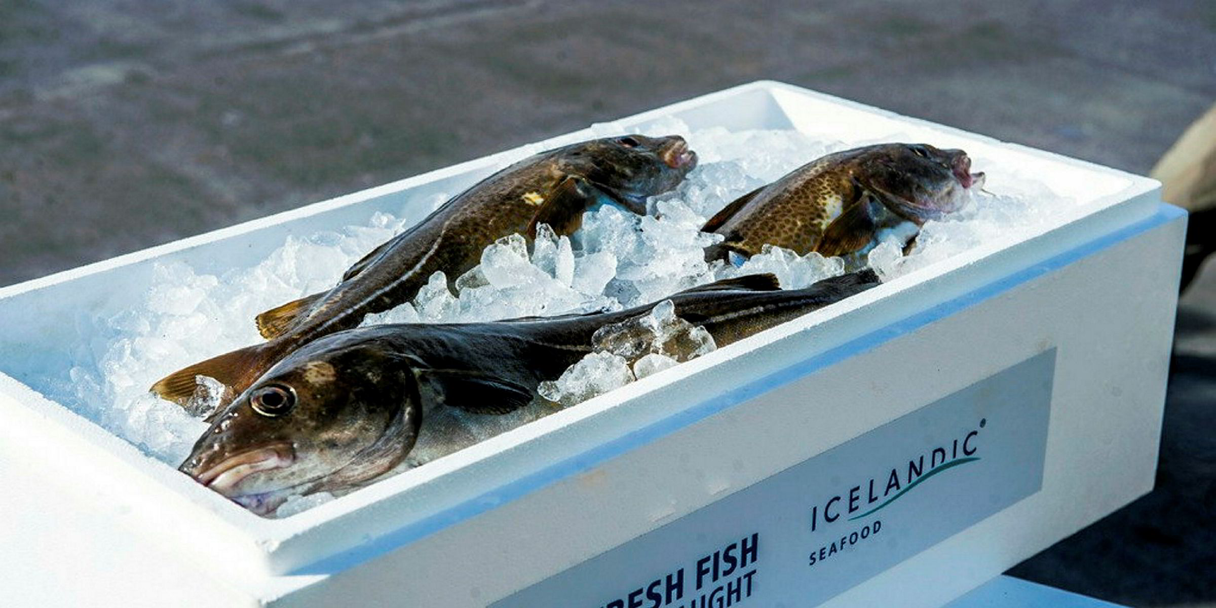 Just one more thing Icelandic™ needs a home