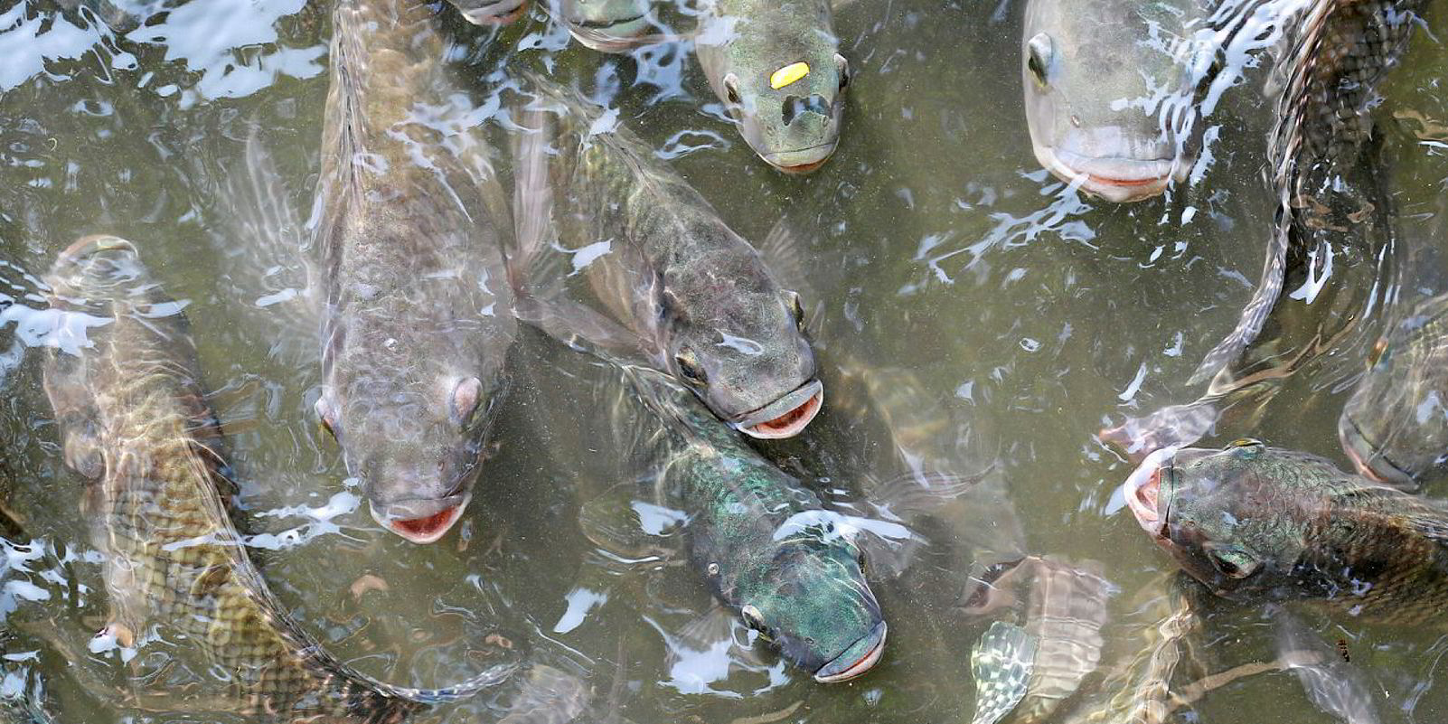 Ghanaian authorities shut down Chinese tilapia farm