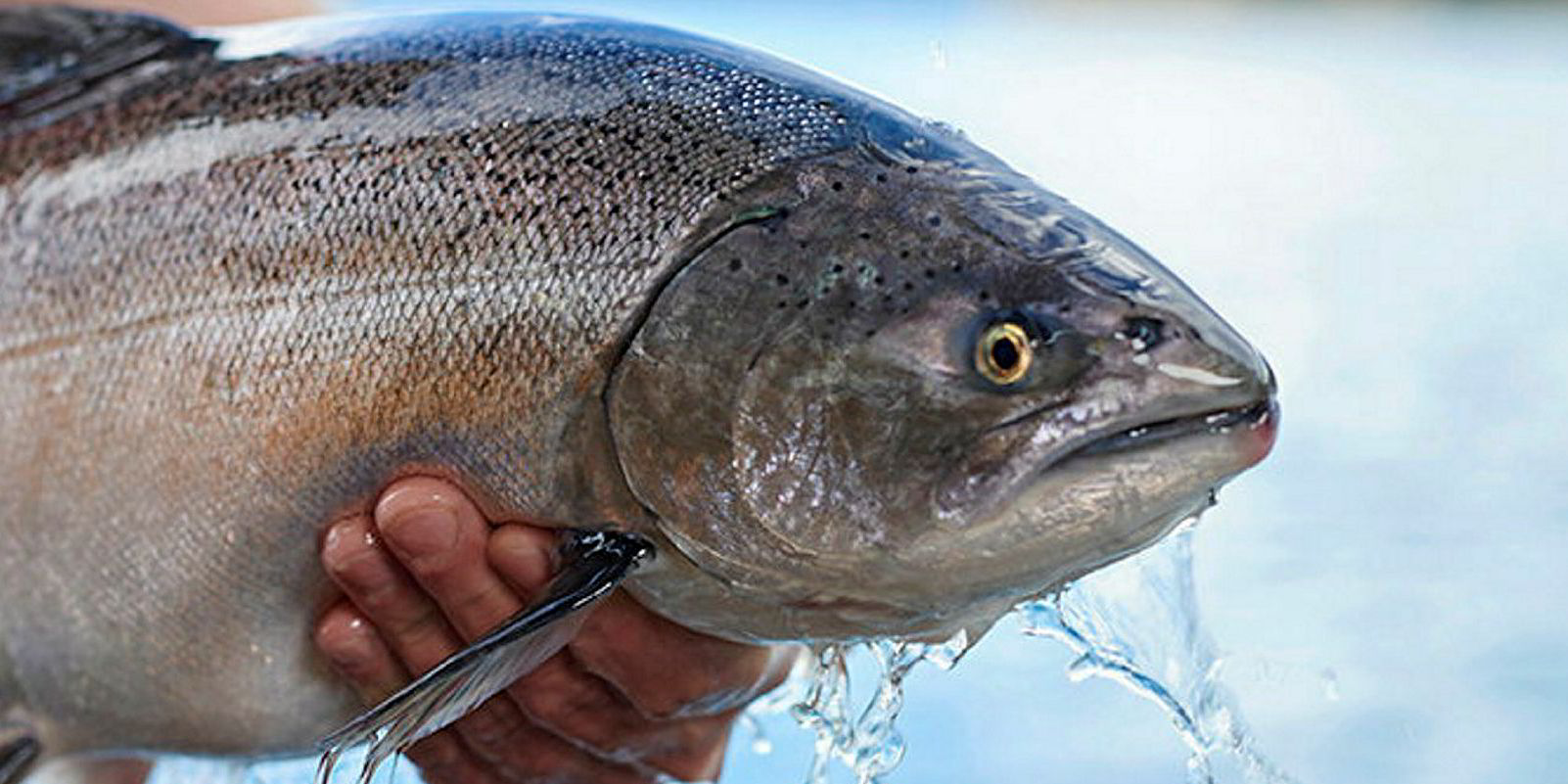 NZ King Salmon CEO The future of global salmon farming must be