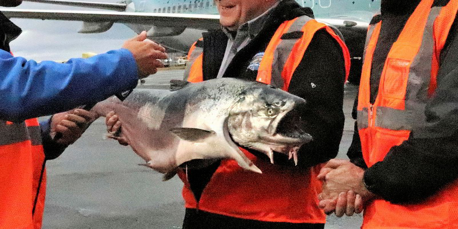 Copper River salmon is so far more affordable, abundant than last year