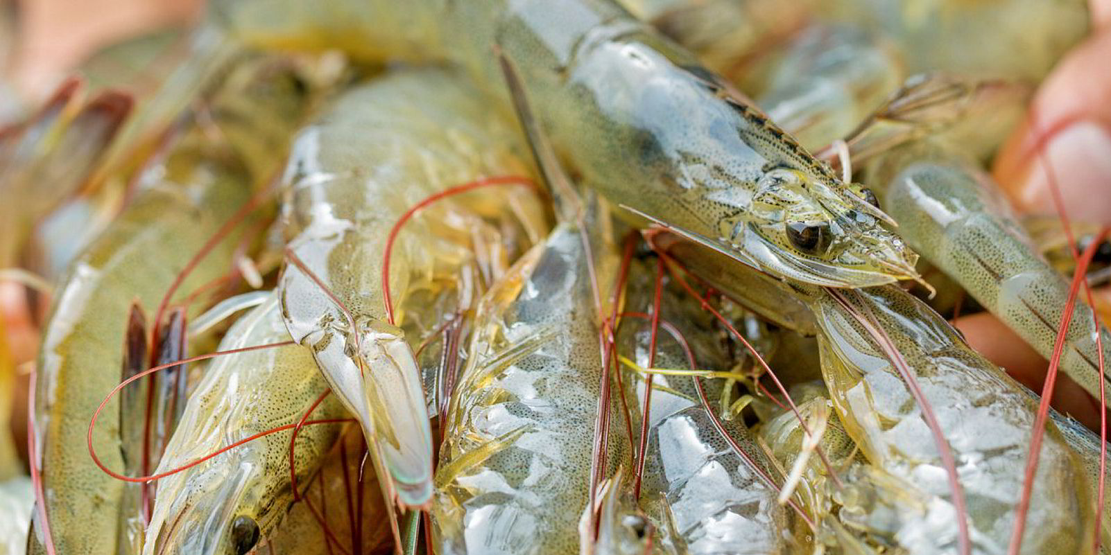 Honduras shrimp producers ready to claw back lost sales | Intrafish