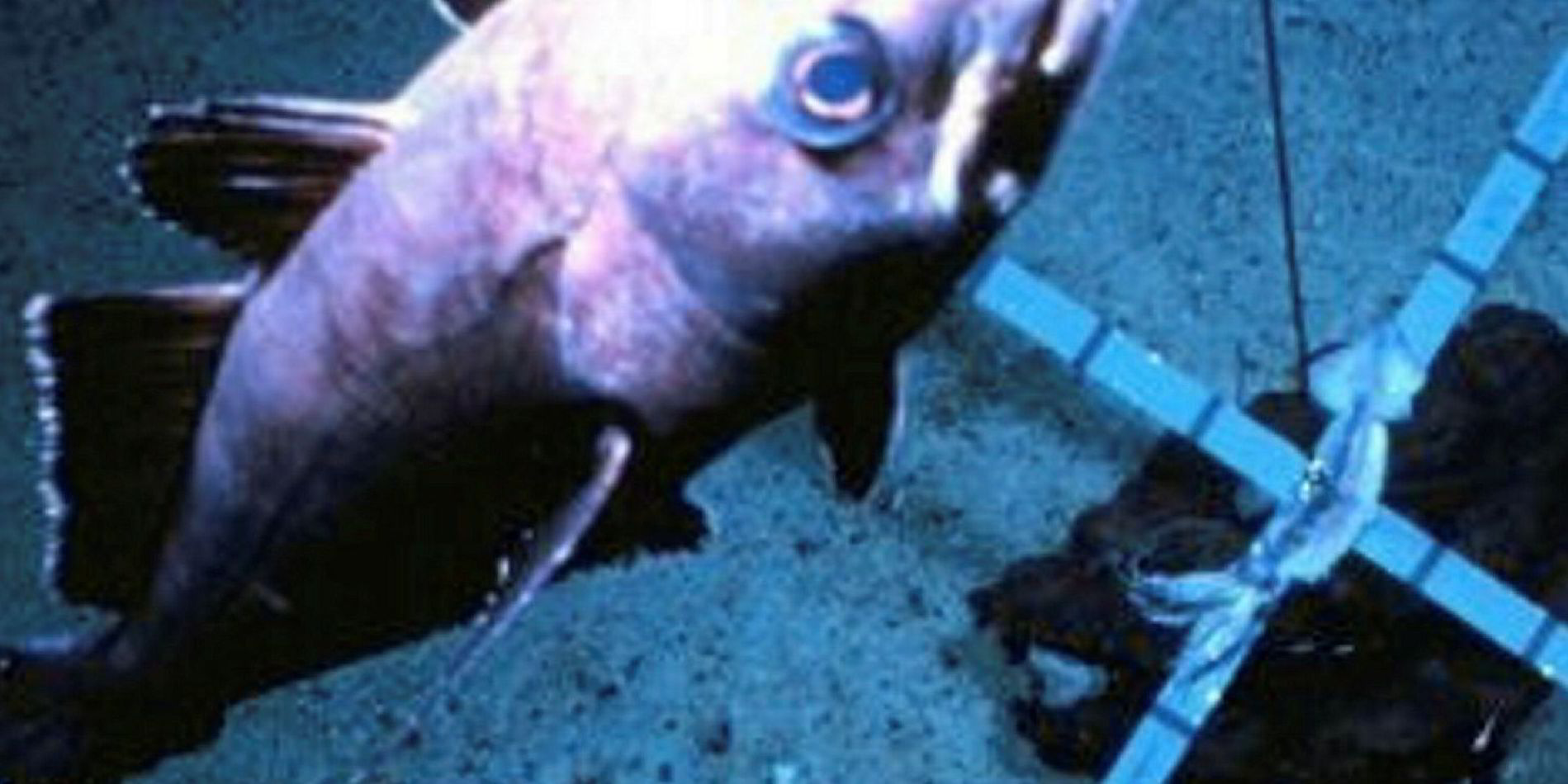 Patagonian toothfish makes US retail debut this month Intrafish