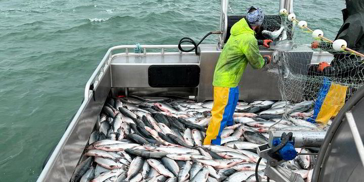 Frustrated Bristol Bay fishermen await price announcement, while