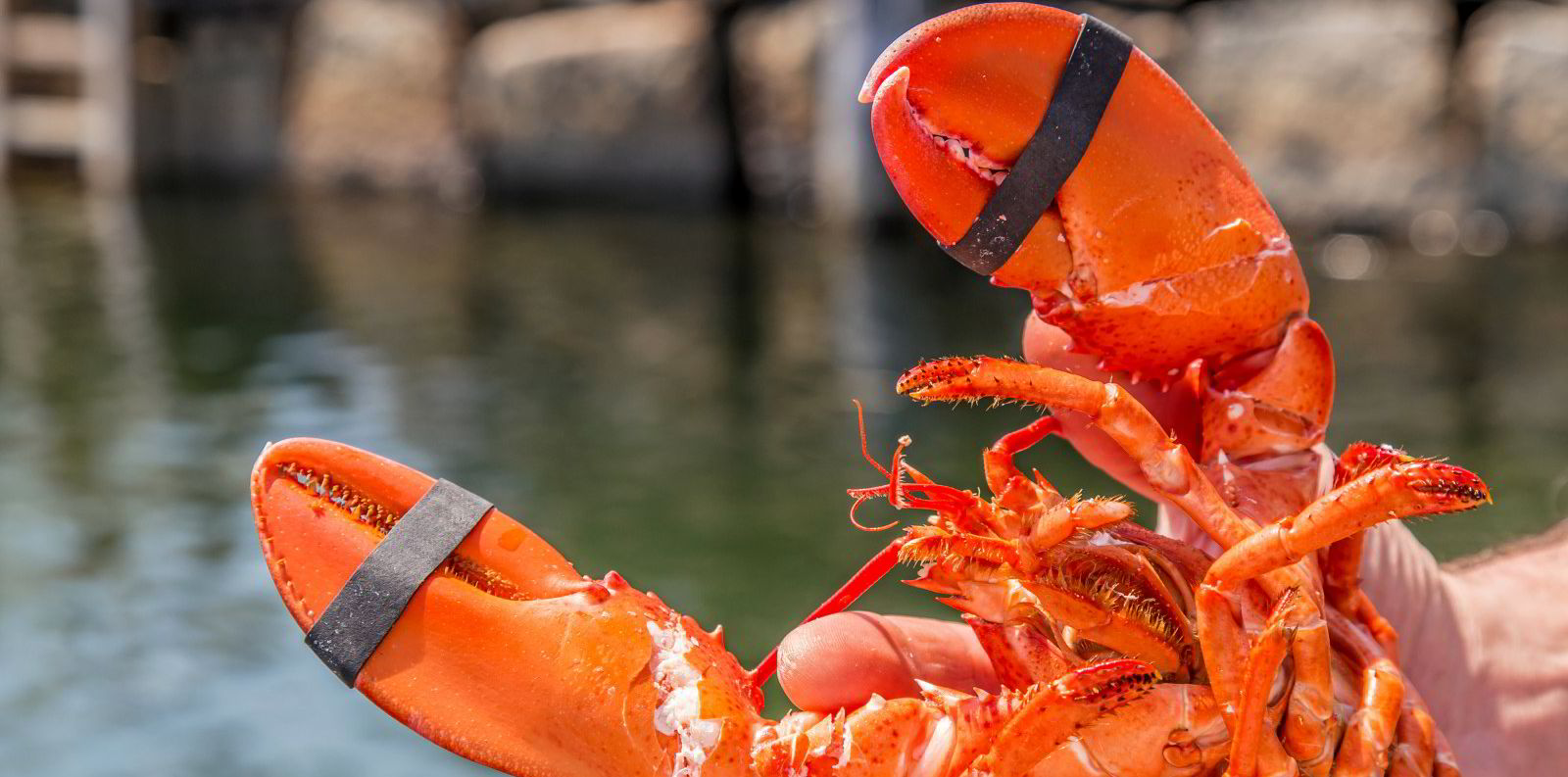 This week's quiz Lobster controversy, Russian fishery expansion; and a