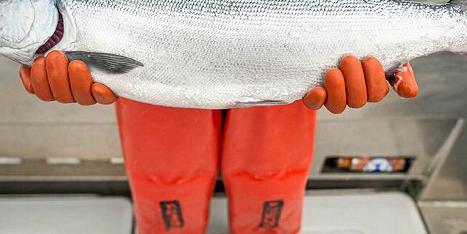 No clear direction yet for Bristol Bay salmon prices