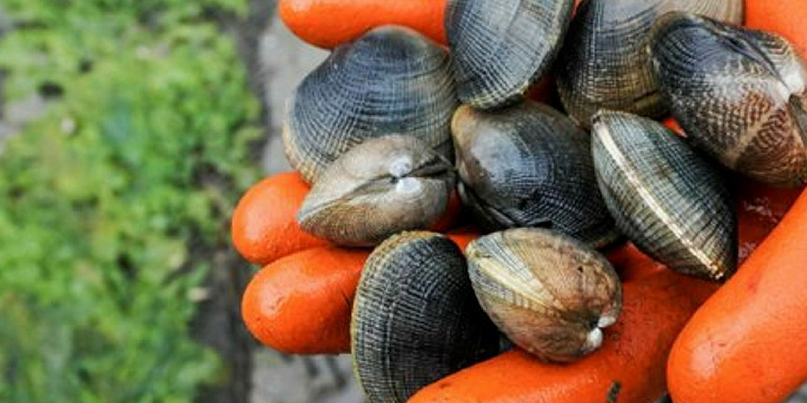 The Largest Shellfish Economy In The US Could Be Shut Down By A