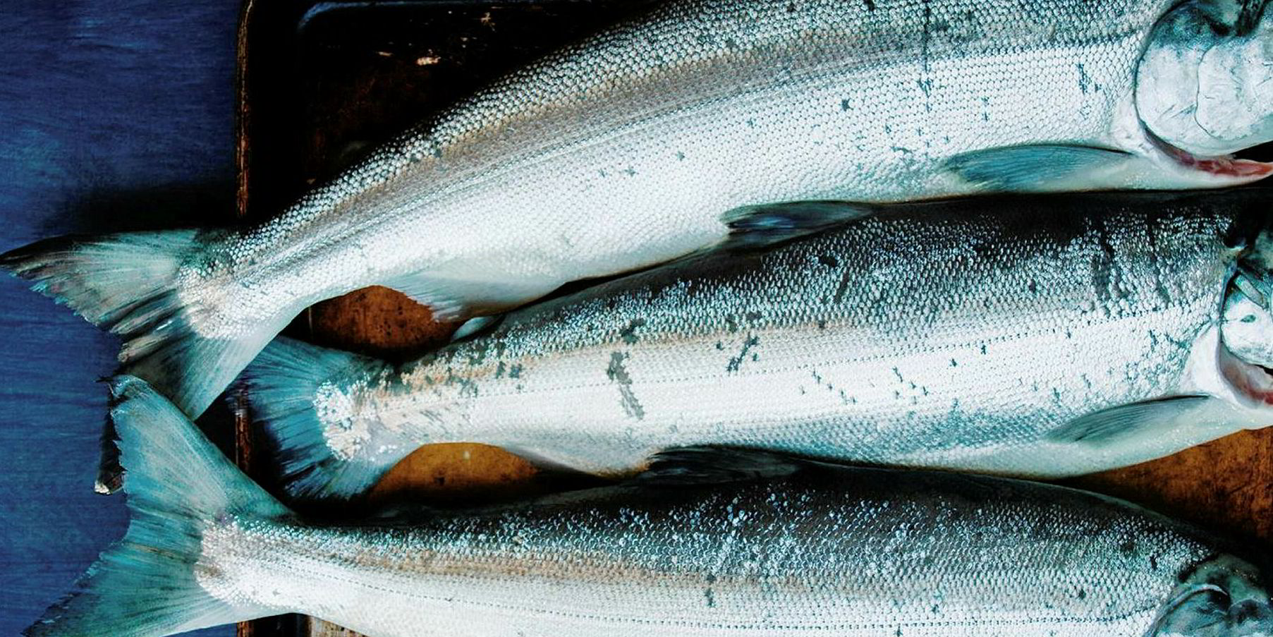 Fishermen seeing higher prices as Bristol Bay salmon run surges on