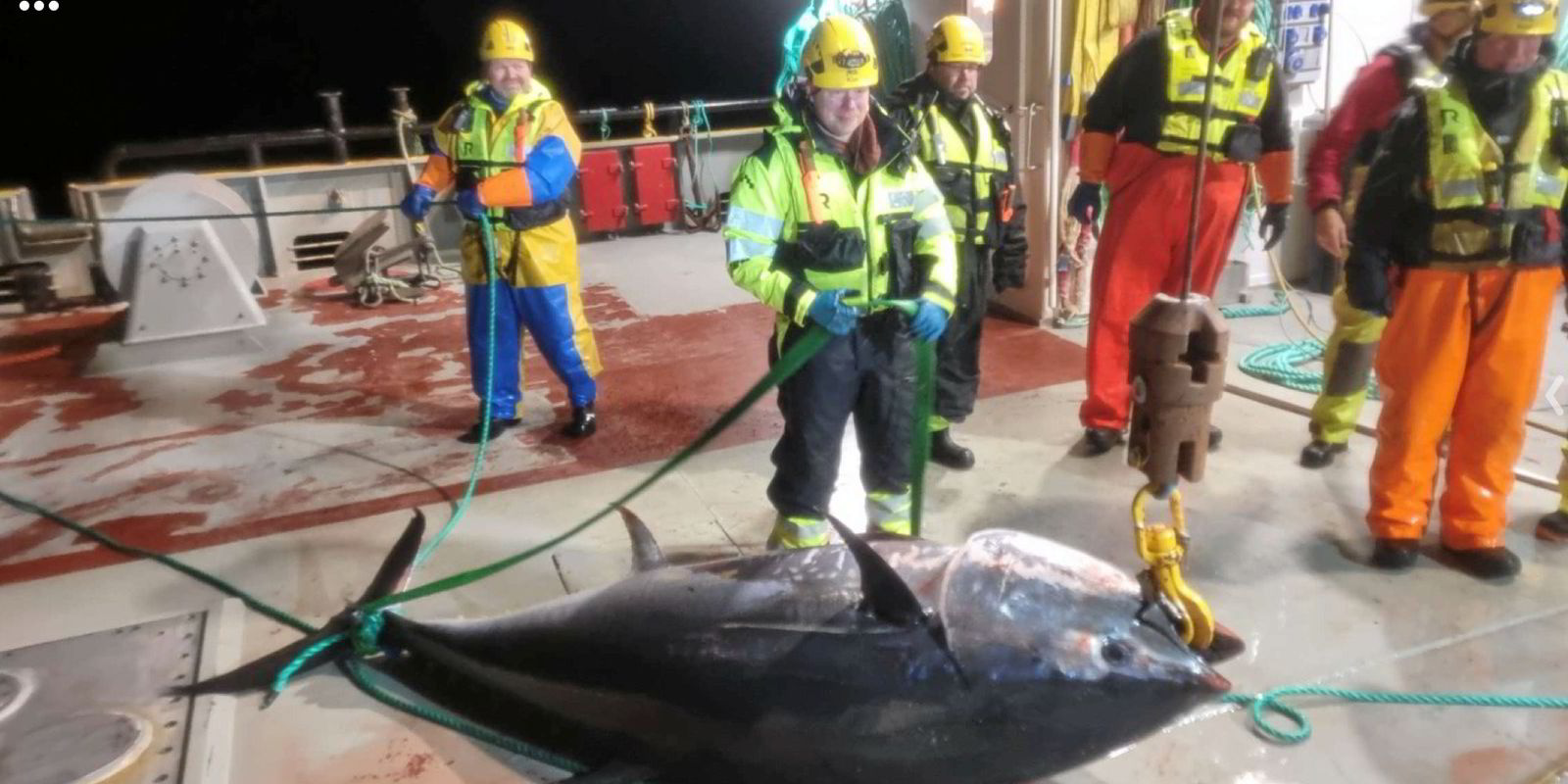 What happens when a 330 kg bluefin tuna finds its way into a salmon