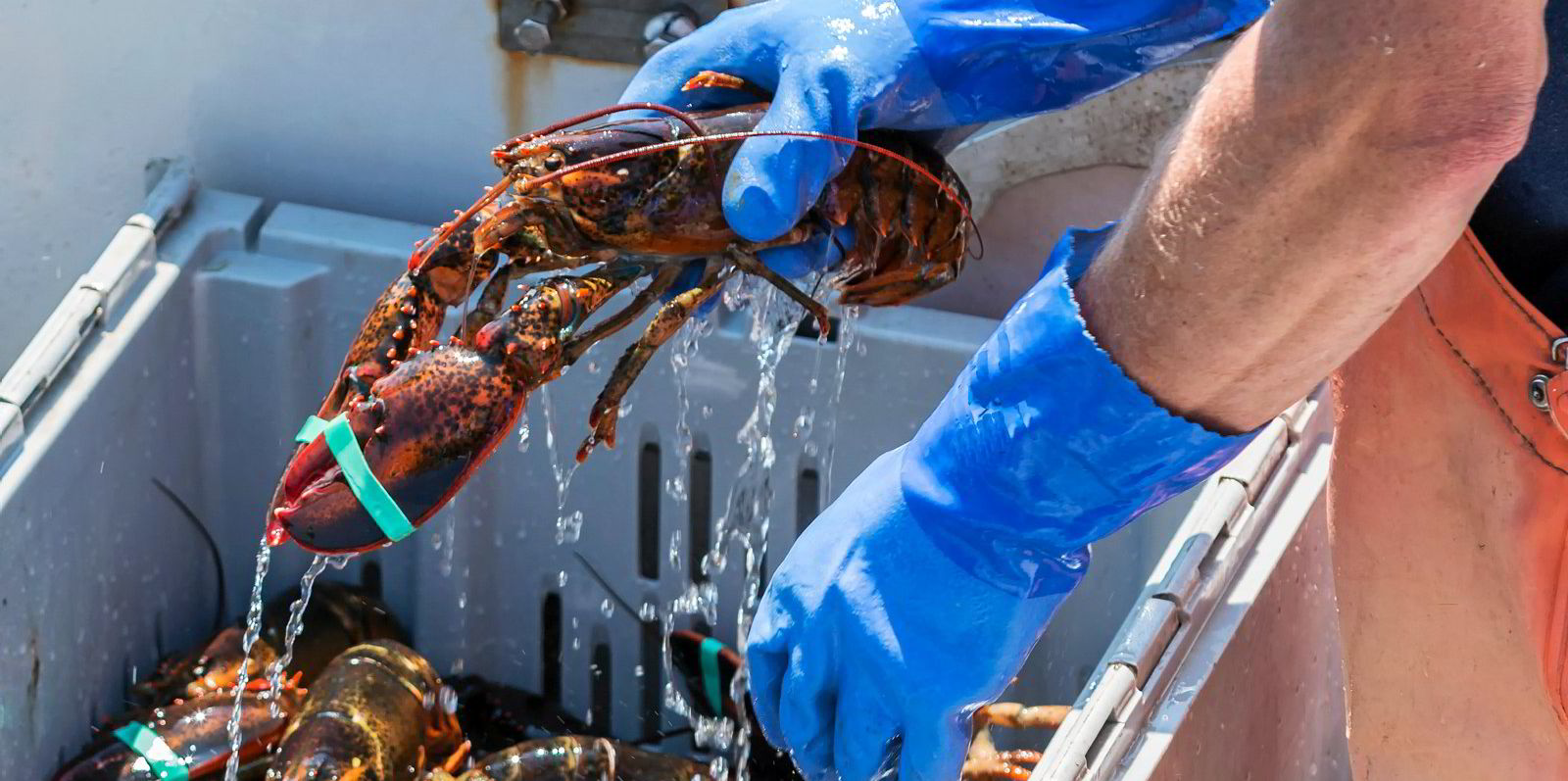 Whole Foods Pausing Purchasing Of Maine Lobster As A Result Of MSC ...