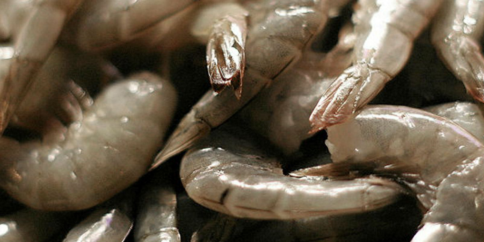 US rejects 26 farmed shrimp lines from India over salmonella