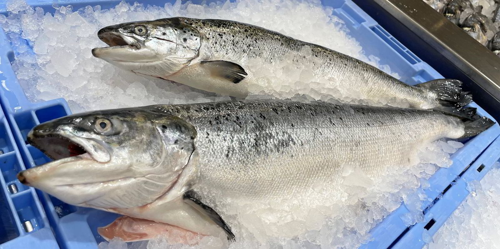 It's gotten ugly': Norway salmon prices down trending downward