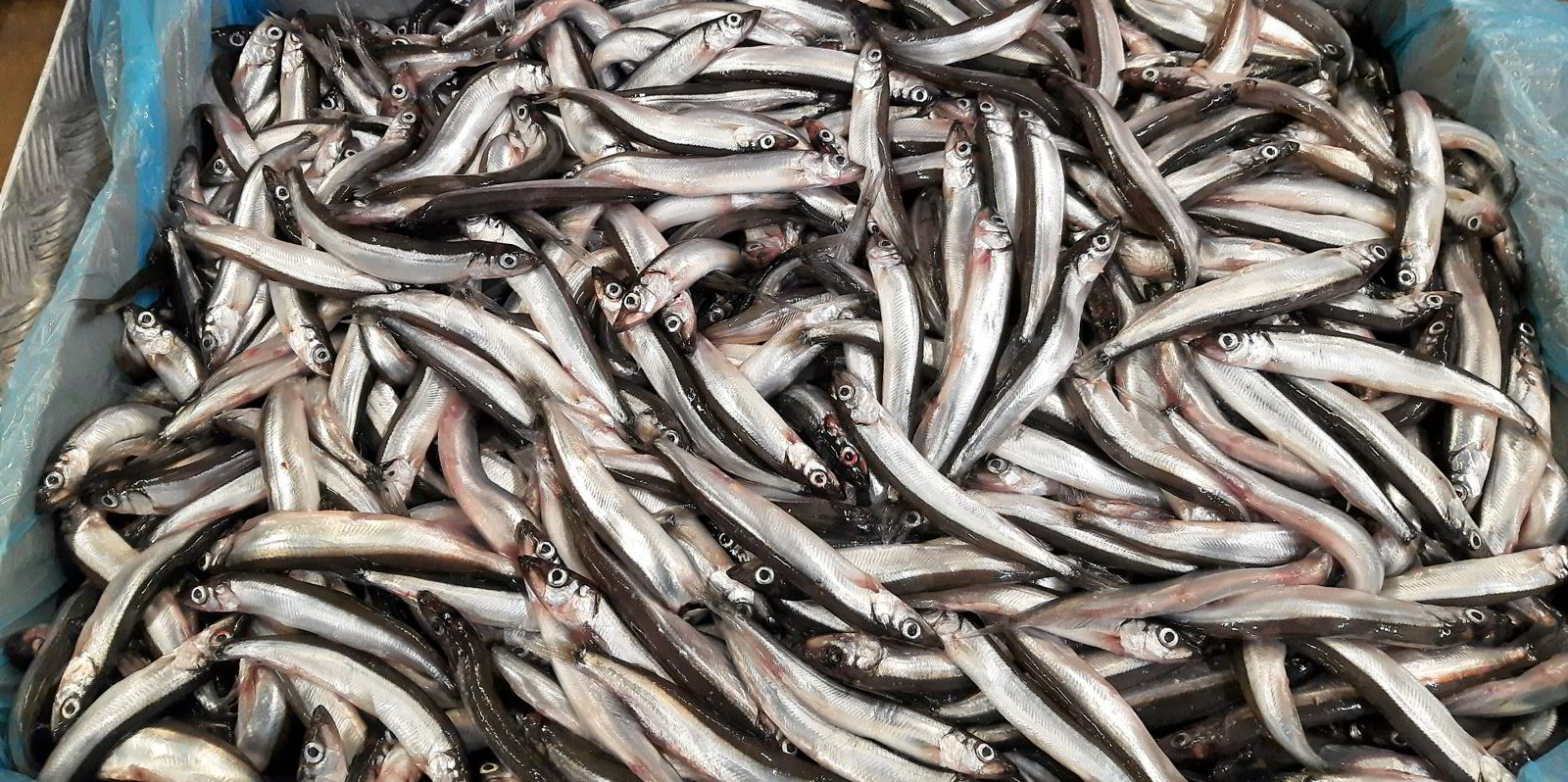 Mener loddekvoten burde vært ti ganger større | Fiskeribladet