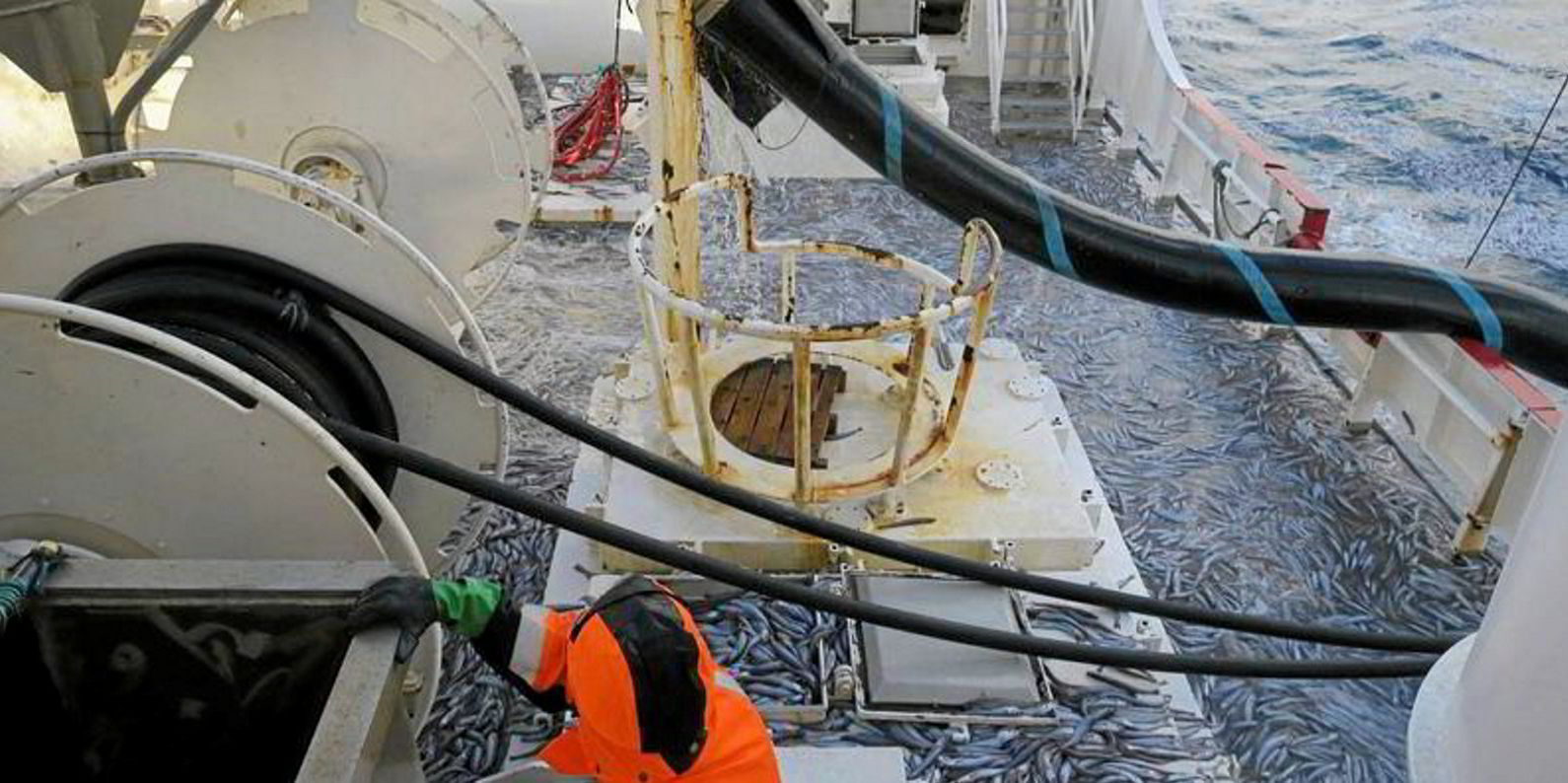 Coastal States agree on blue whiting, herring quota for 2023