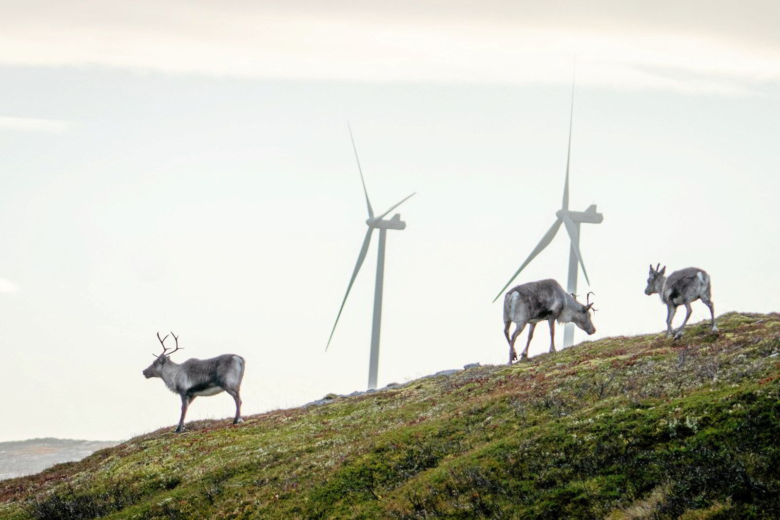 Renewable energy over human rights': Reindeer herders in new attack on  giant wind farm | Recharge