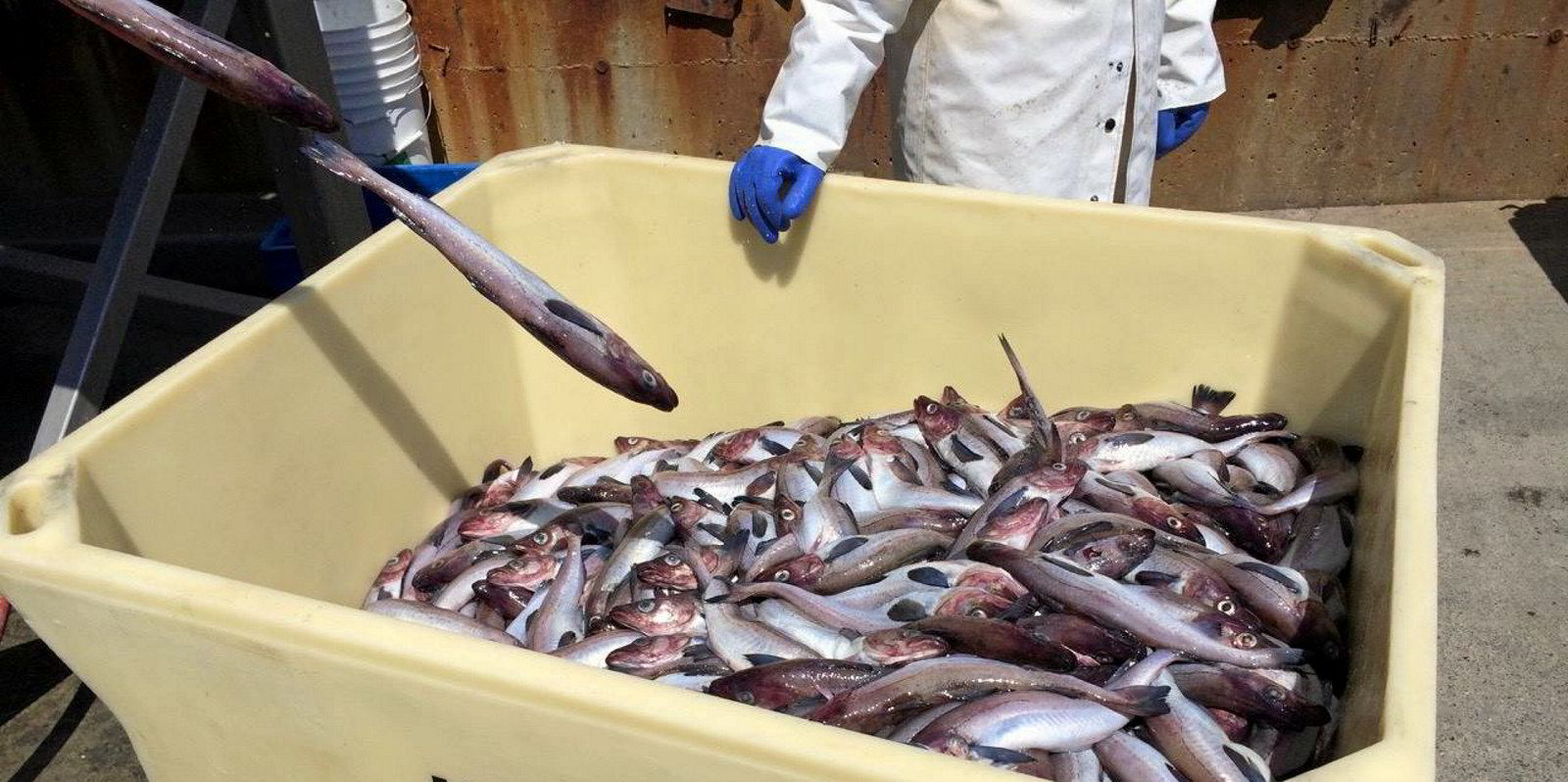 Labor shortage, small fish drive Alaska pollock prices higher