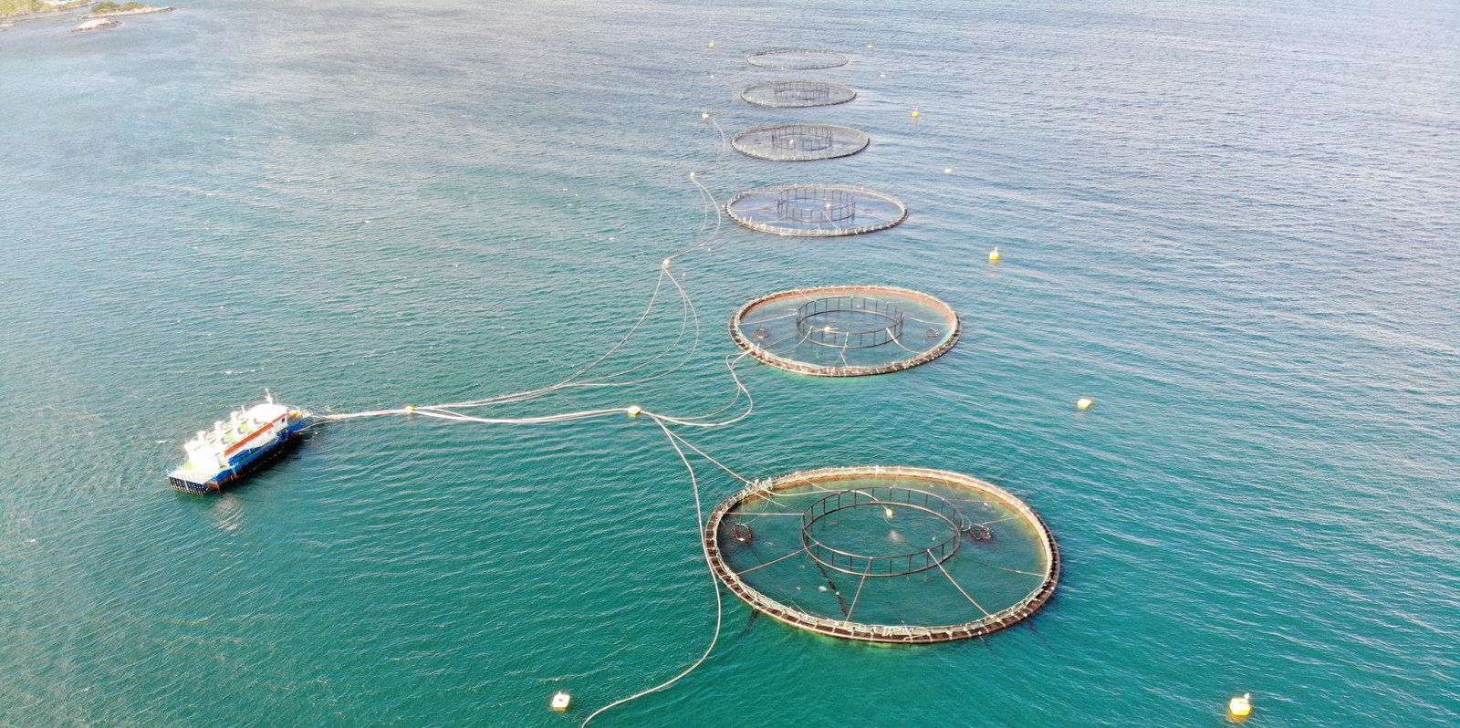Mowi loses 5,100 salmon, crushed to death in routine procedure ...