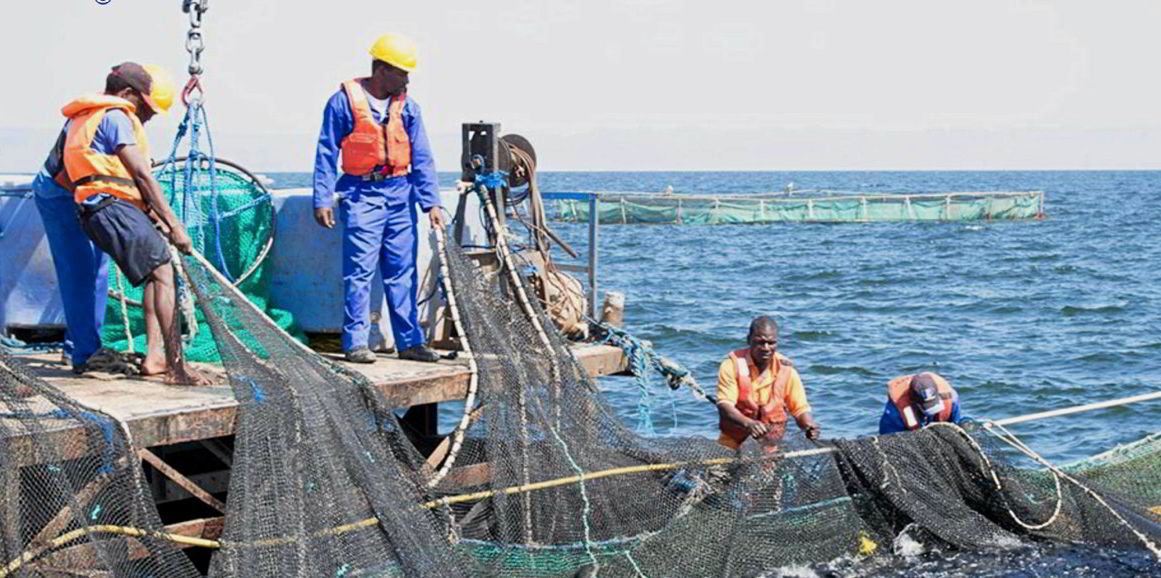 Lake Harvest CEO Things need to change in African aquaculture
