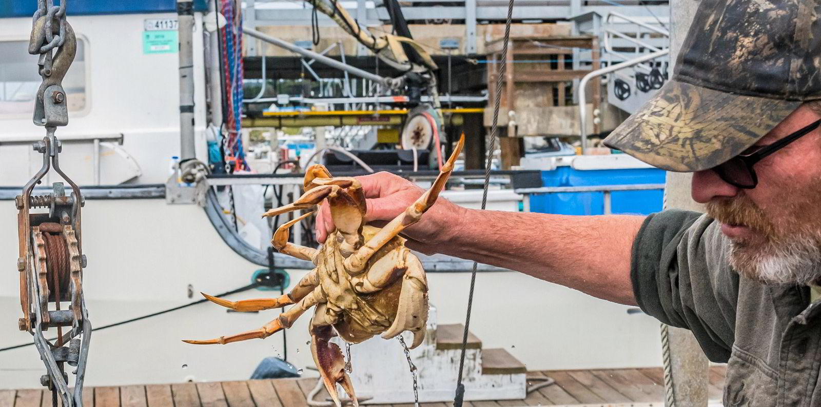 Dungeness Crab Fishery Opens