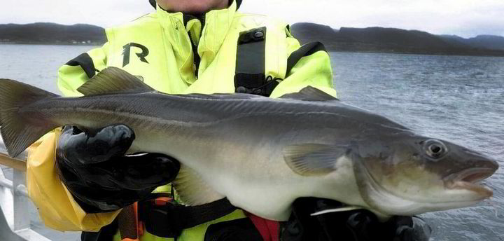 Norcod doubles farmed cod production as more fish go into the water - Vimarsana News
