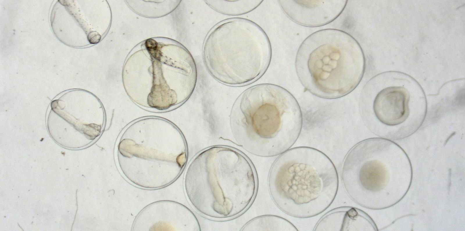 Rikelig med fiskeegg på Troms-fjordene | Fiskeribladet