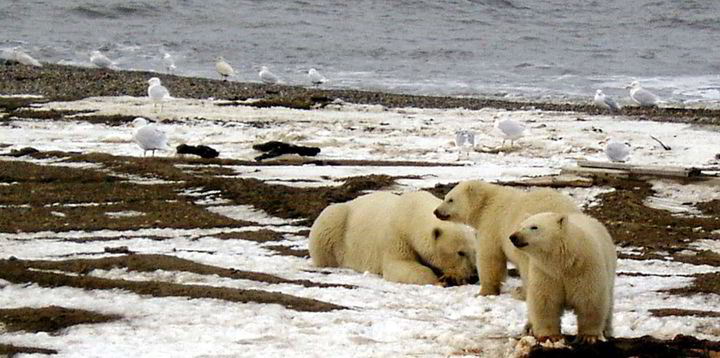Alaska exploration hits the skids after Biden moratorium - Vimarsana News