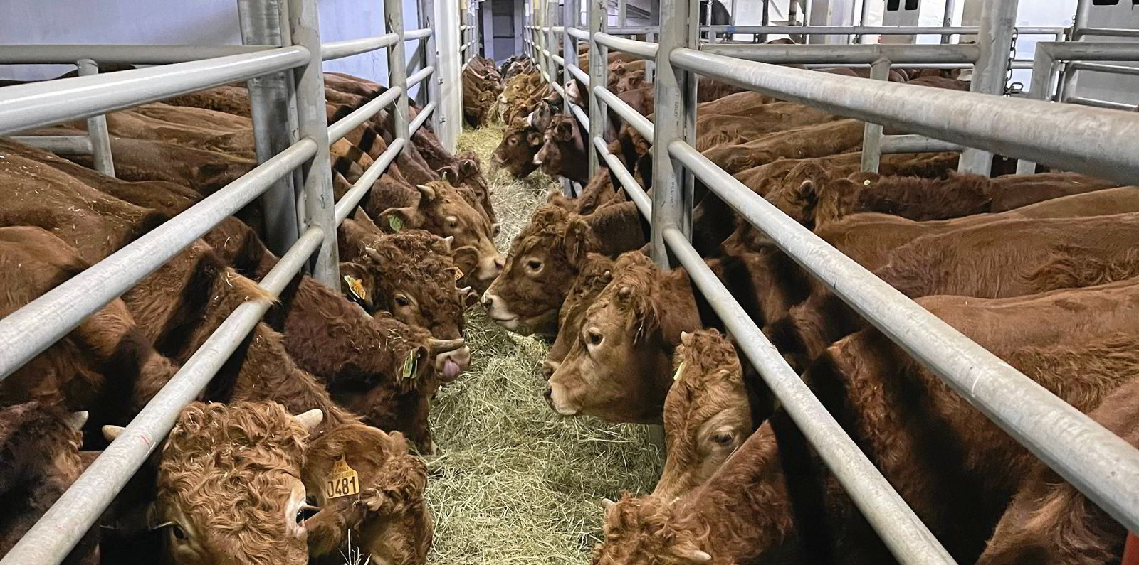 Livestock carriers get high tech in move to improve animal welfare