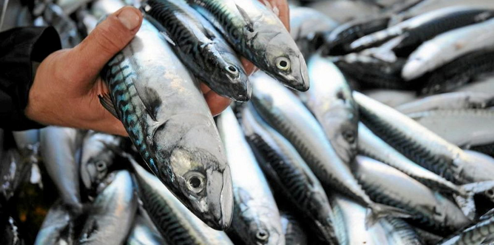 Norway increases final unilateral mackerel quota