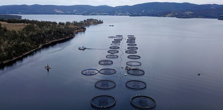 Australian workers union jumps to defense of Tasmania salmon farming ...