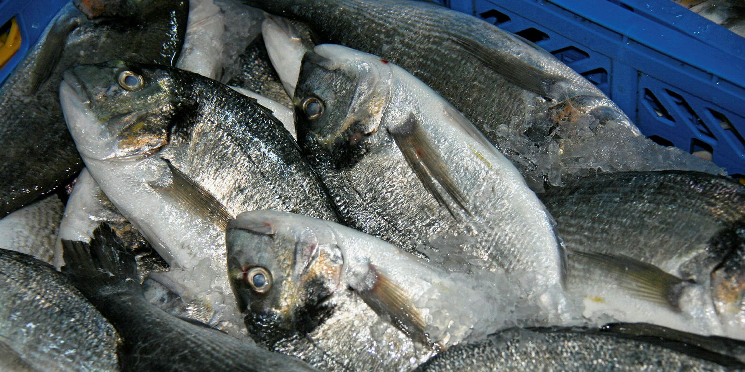 Turkish bream, bass farmer acquires smolt producer | Intrafish