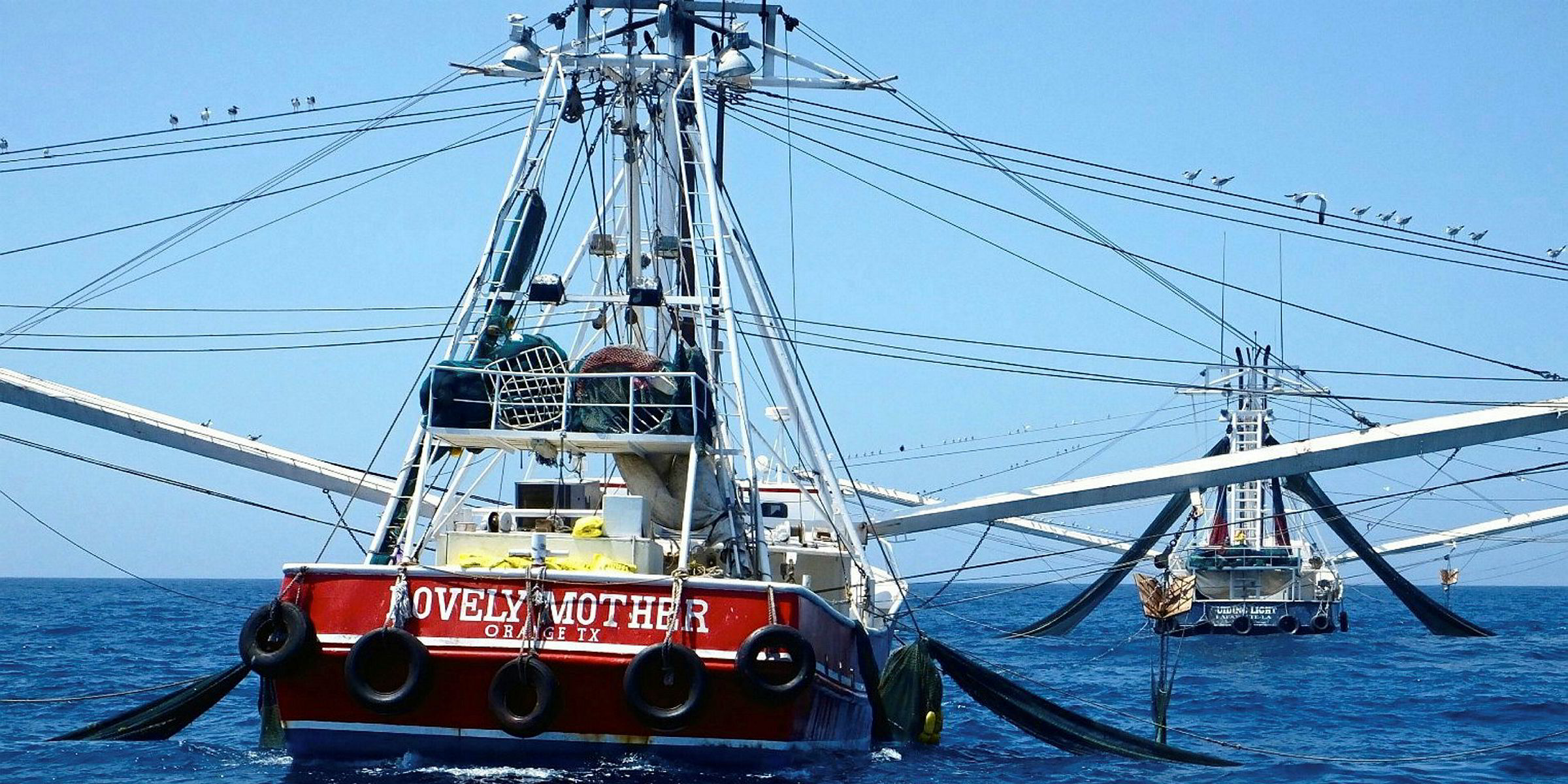 US Gulf of Mexico shrimp landings down in August Intrafish