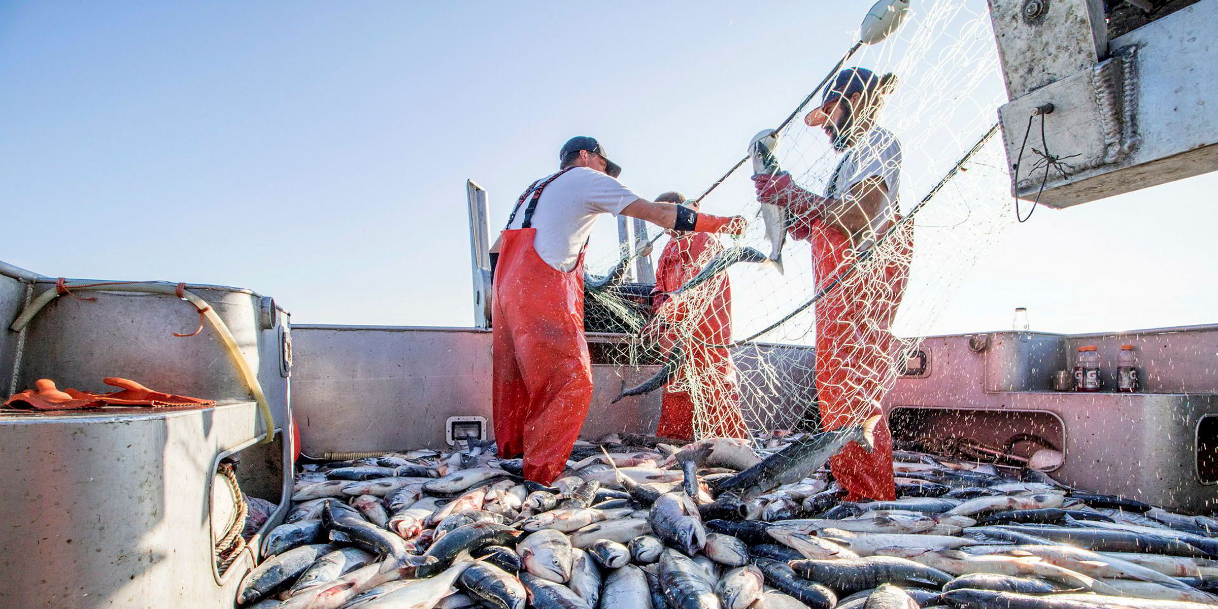 Bristol Bay salmon forecast calls for another big harvest Intrafish