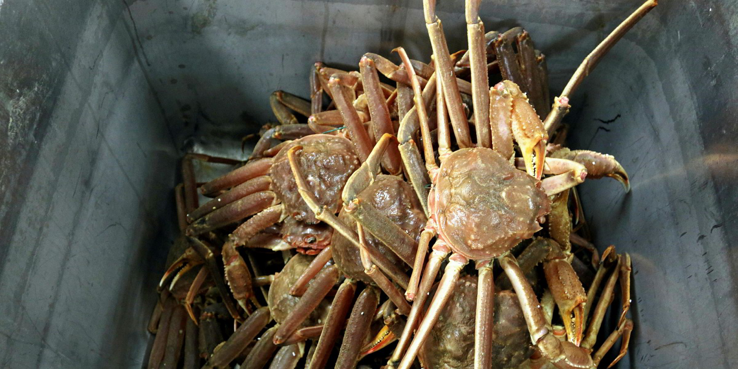Newfoundland, Labrador snow crab TAC slashed 17