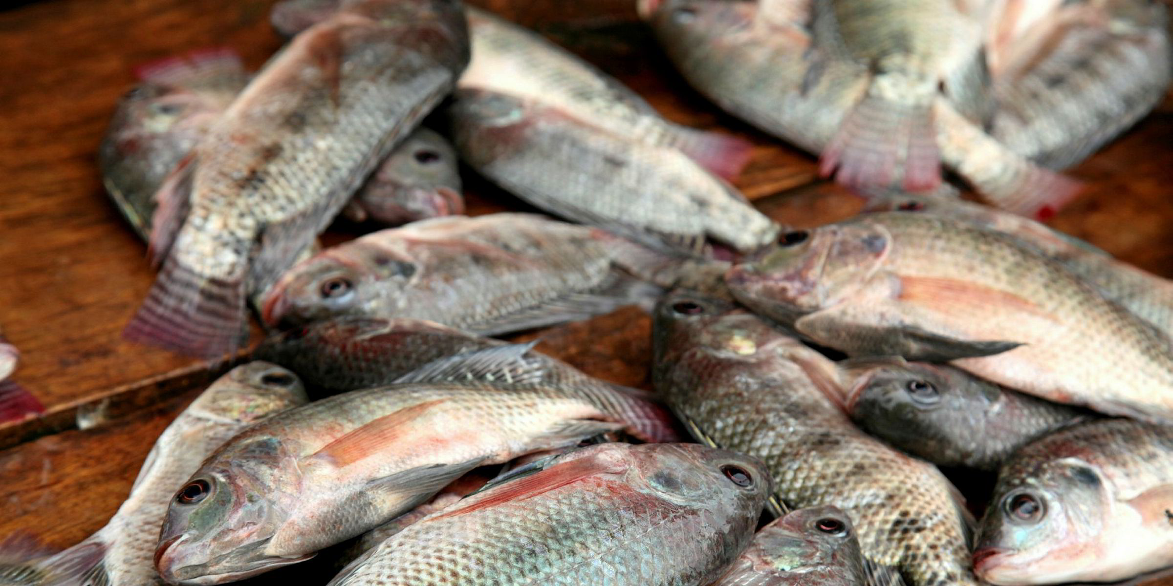 Nigerian fish farmers call for tilapia import ban