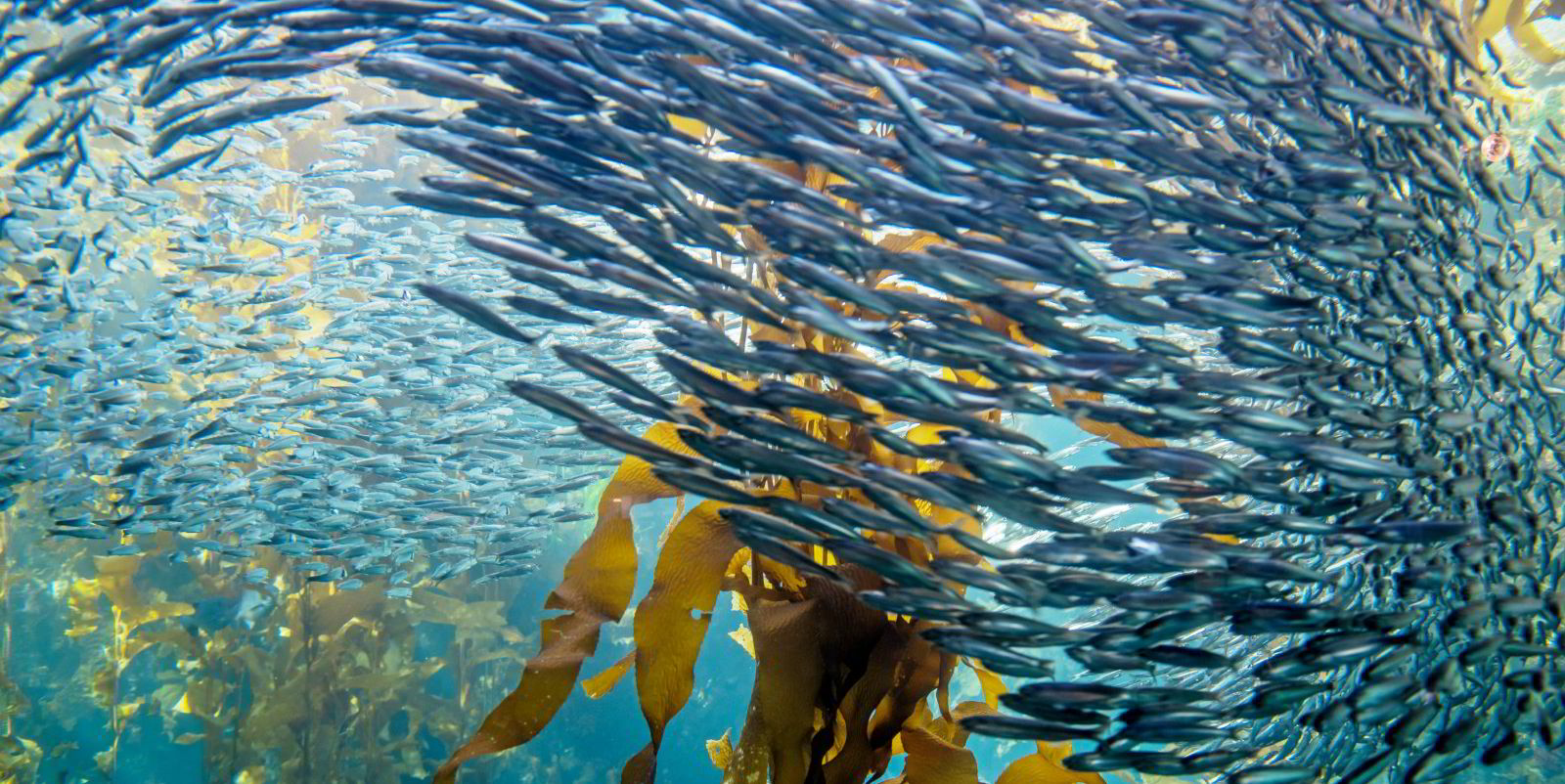 Peru on pace to harvest all second season anchovy quota by end of month