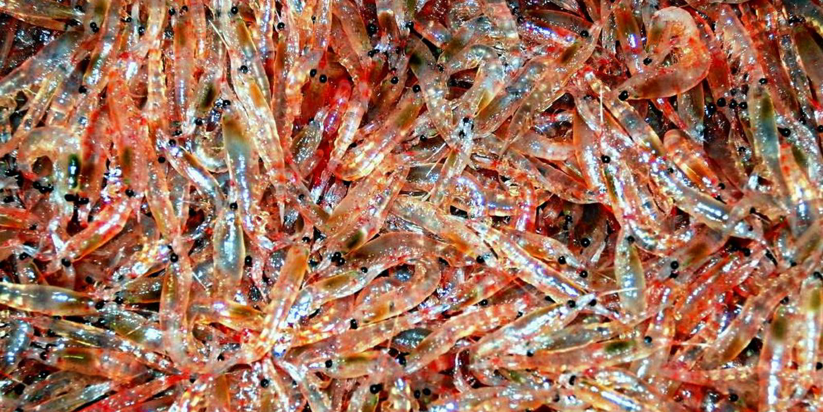 Norebo, Russian Fishery Company poised to lead Russia's return to large