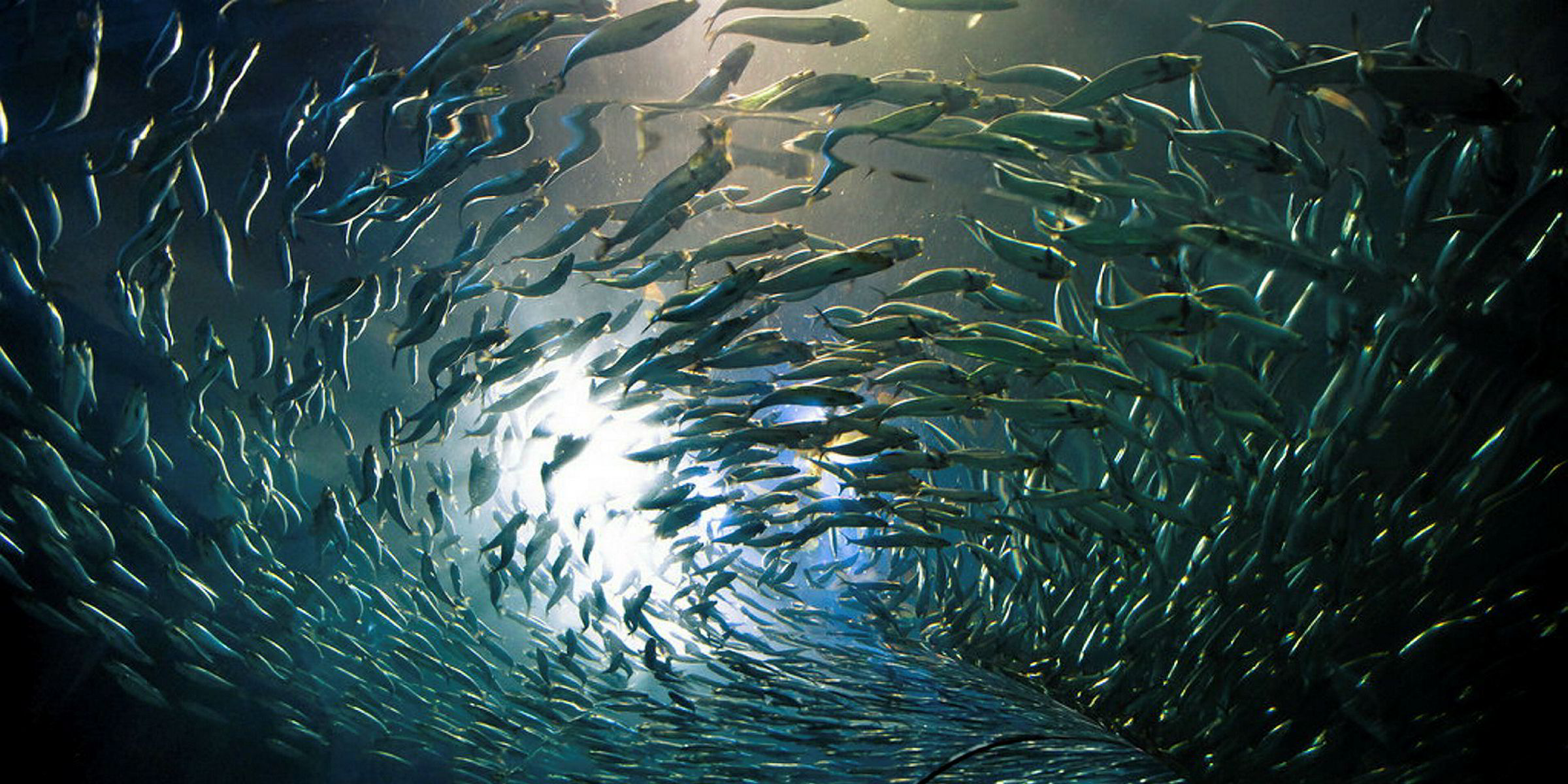 Peru anchovy fishery feeling good about possible MSC certification