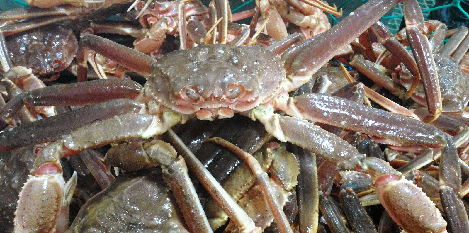 Canada's main snow crab fishery given 32 quota boost
