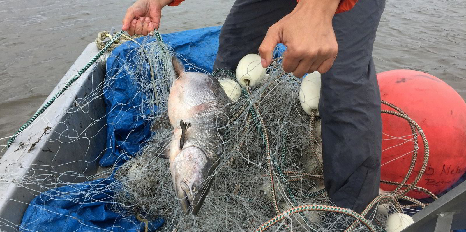 Fish removing fishing net Stock Photos and Images